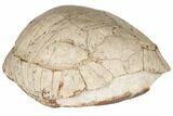 Fossil Tortoise (Stylemys) - South Dakota #192478-5